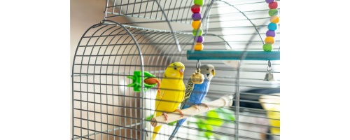 How to Choose the Perfect Bird Cage: Tips, Features, and More!